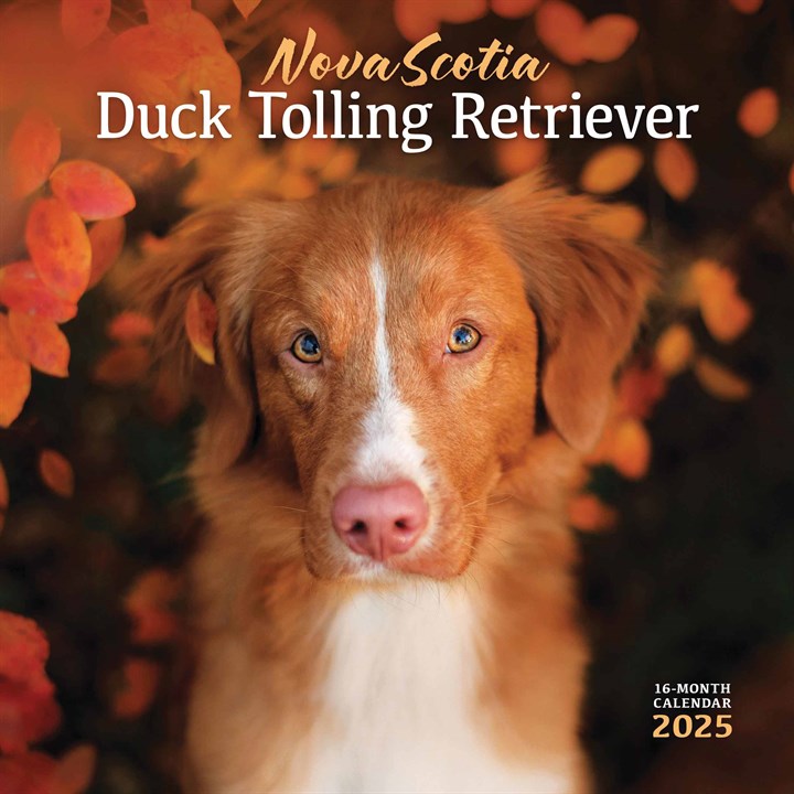Nova Scotia Duck Tolling Retriever Calendar 2025