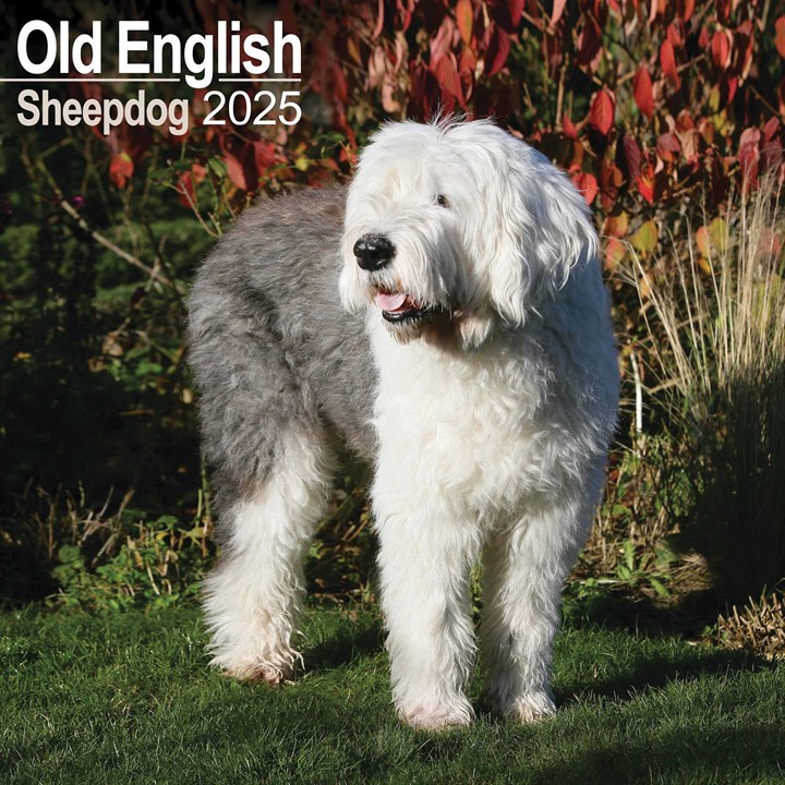 Old English Sheepdog Calendar 2025