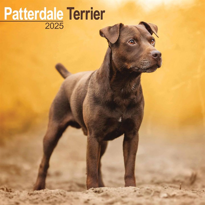 Patterdale Terrier Calendar 2025