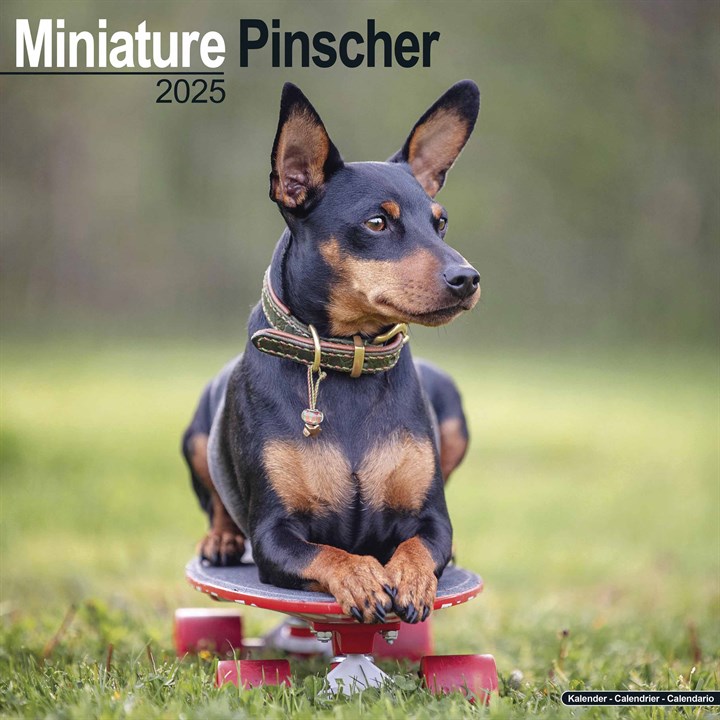 Miniature Pinscher Calendar 2025