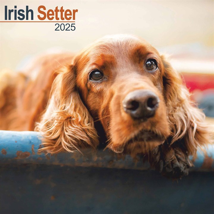 Irish Setter Calendar 2025