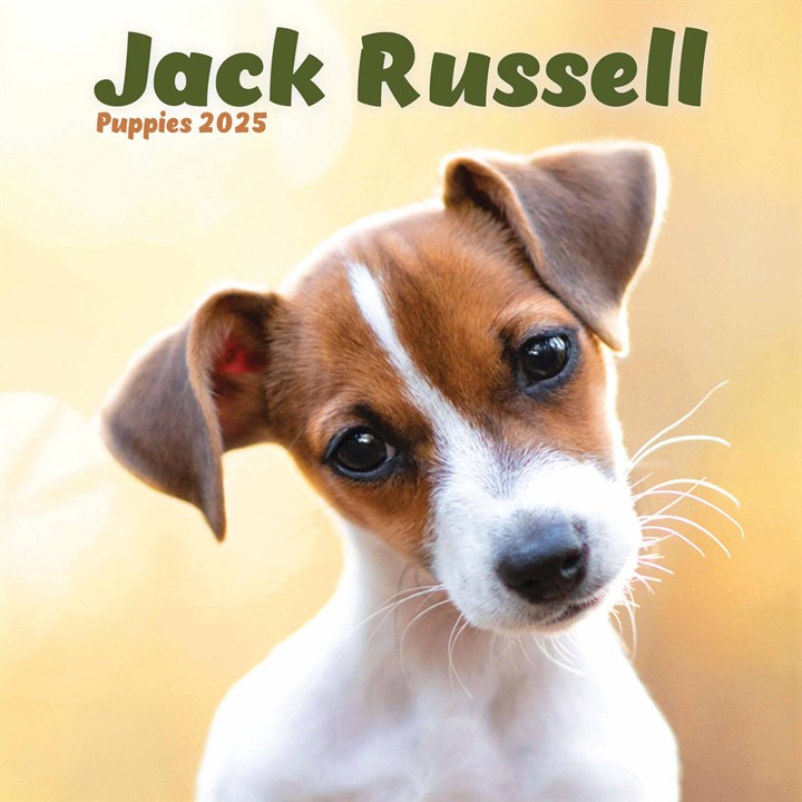 Jack Russell Puppies Mini Calendar 2025