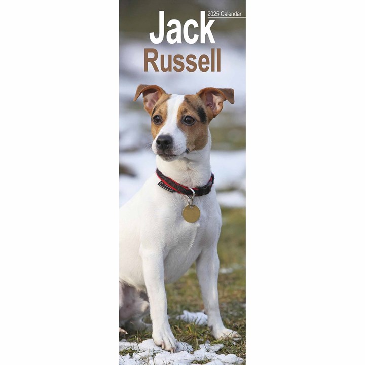 Jack Russell Slim Calendar 2025