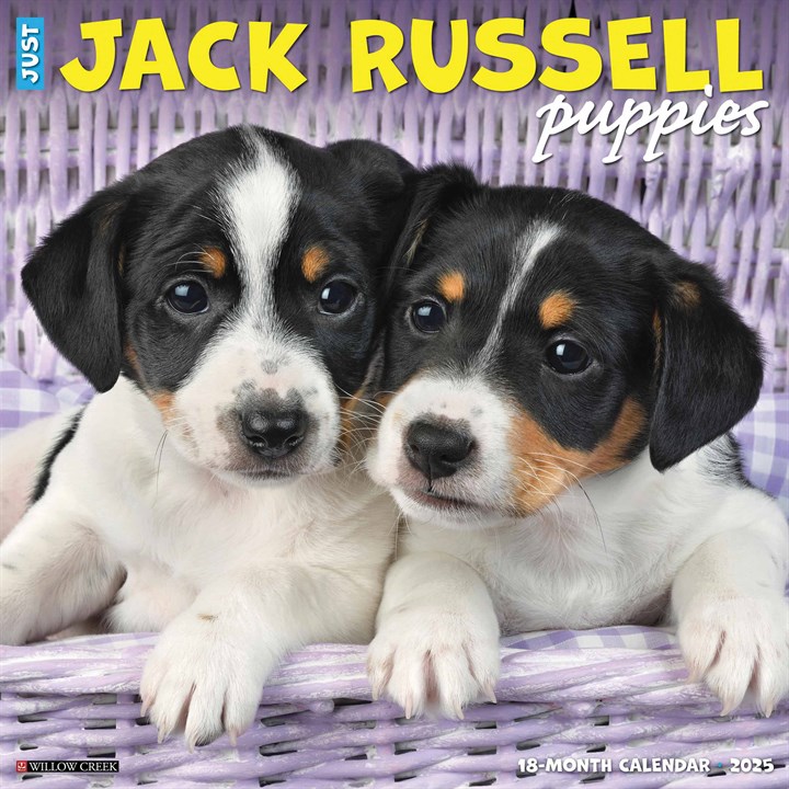 Jack Russell Terrier Puppies Calendar 2025