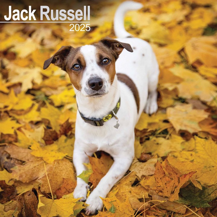 Jack Russell Calendar 2025