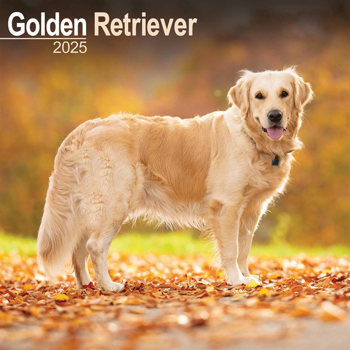 Golden Retriever Calendar 2025