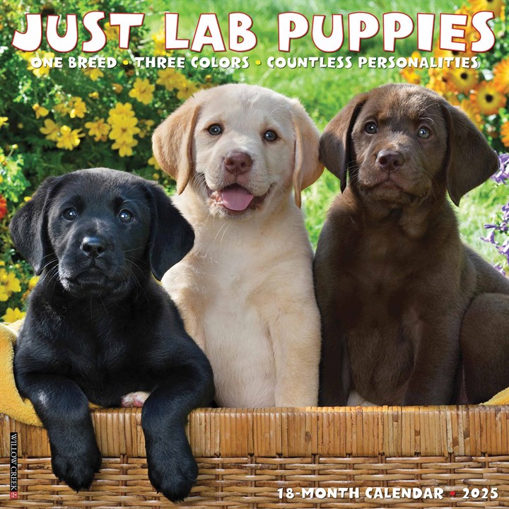 Lab Puppies Calendar 2025