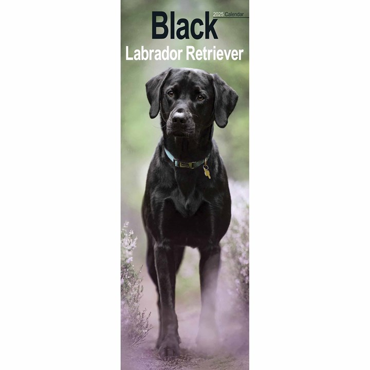 Black Labrador Retriever Slim Calendar 2025