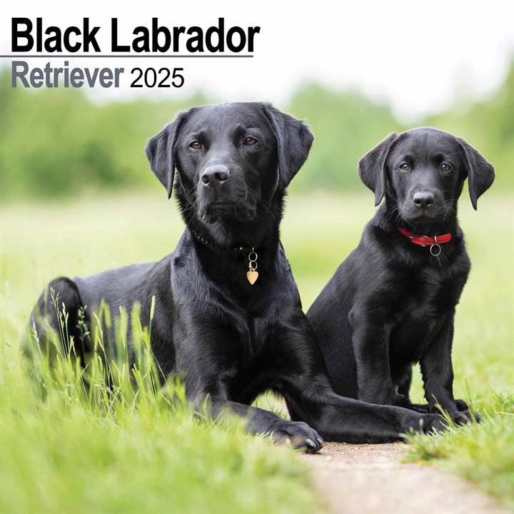 Black Labrador Retriever Calendar 2025