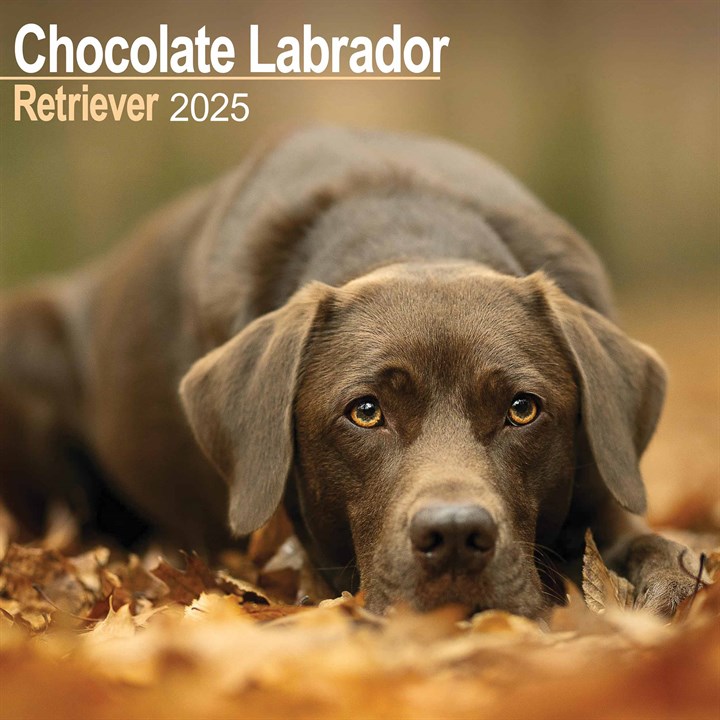 Chocolate Labrador Retriever Calendar 2025