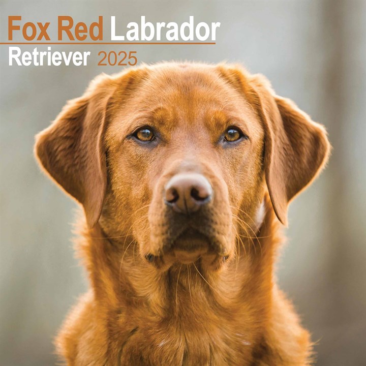 Fox Red Labrador Retriever Calendar 2025