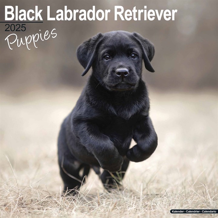 Black Labrador Retriever Puppies Calendar 2025