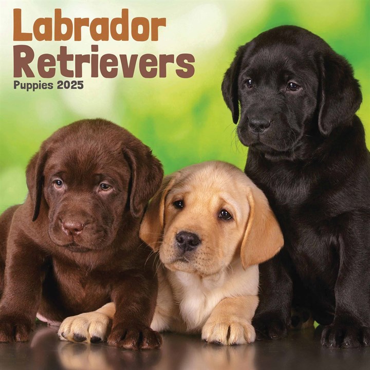 Labrador Retriever Puppies Mini Calendar 2025