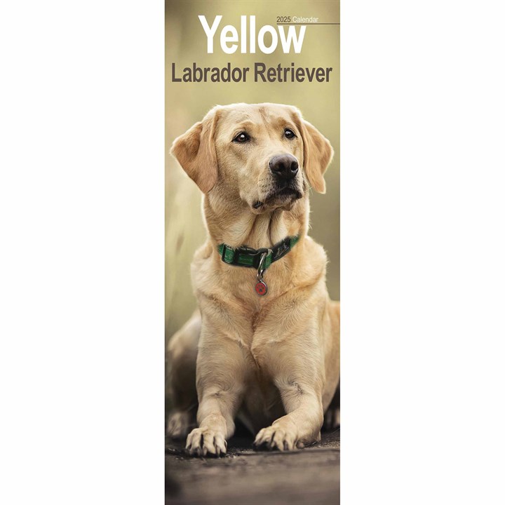 Yellow Labrador Retriever Slim Calendar 2025