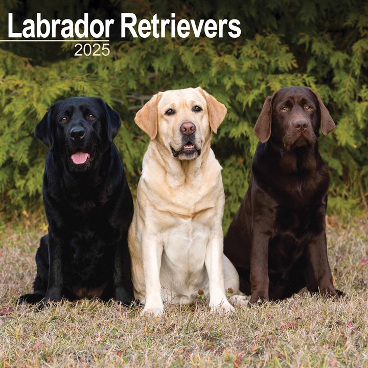 Labrador Retrievers Calendar 2025