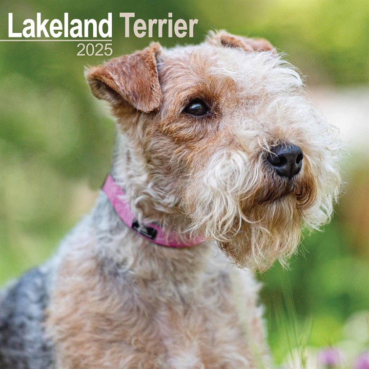 Lakeland Terrier Calendar 2025