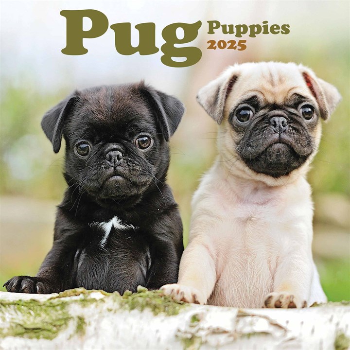 Pug Puppies Mini Calendar 2025