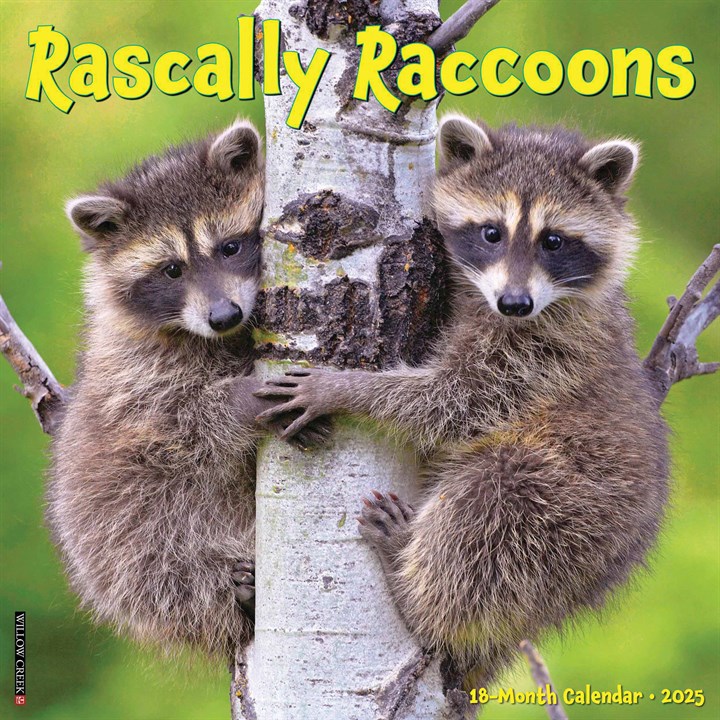Rascally Raccoons Calendar 2025