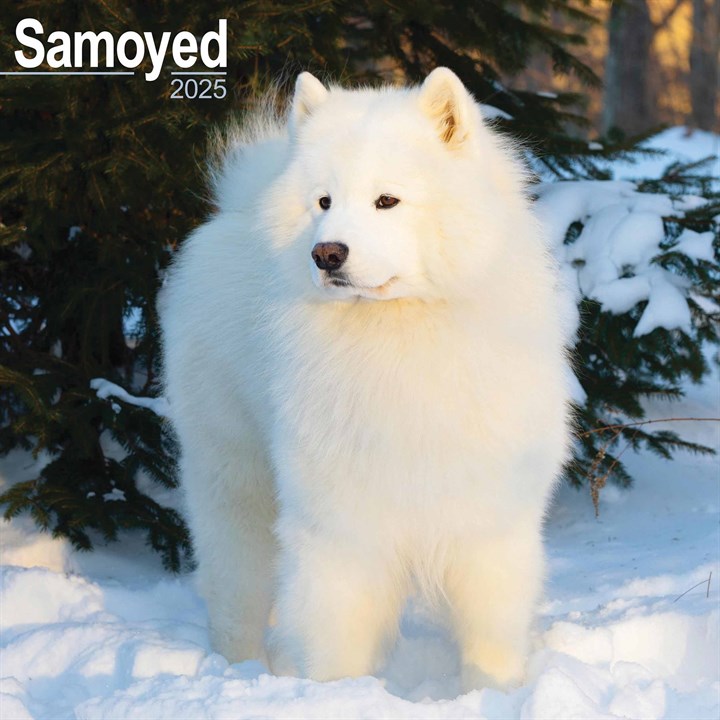 Samoyed Calendar 2025