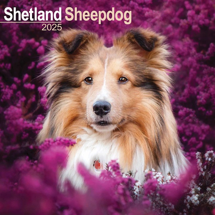 Shetland Sheepdog Calendar 2025