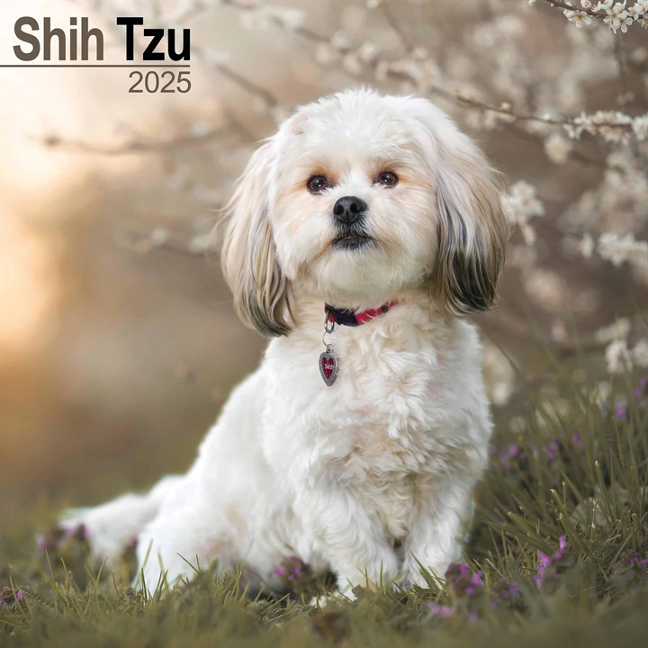 Shih Tzu Calendar 2025