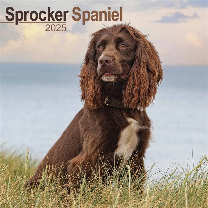 Sprocker Spaniel Calendar 2025