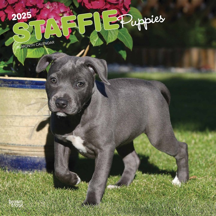 Staffie Puppies Calendar 2025