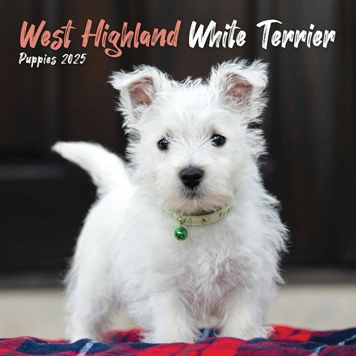 West Highland White Terrier Puppies Mini Calendar 2025