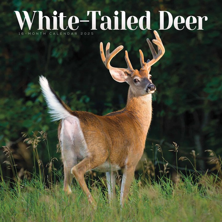 White-Tailed Deer Calendar 2025