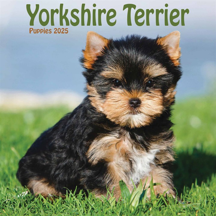Yorkshire Terriers Puppies Mini Calendar 2025