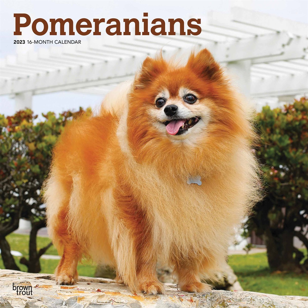 Pomeranians 2023 Calendars