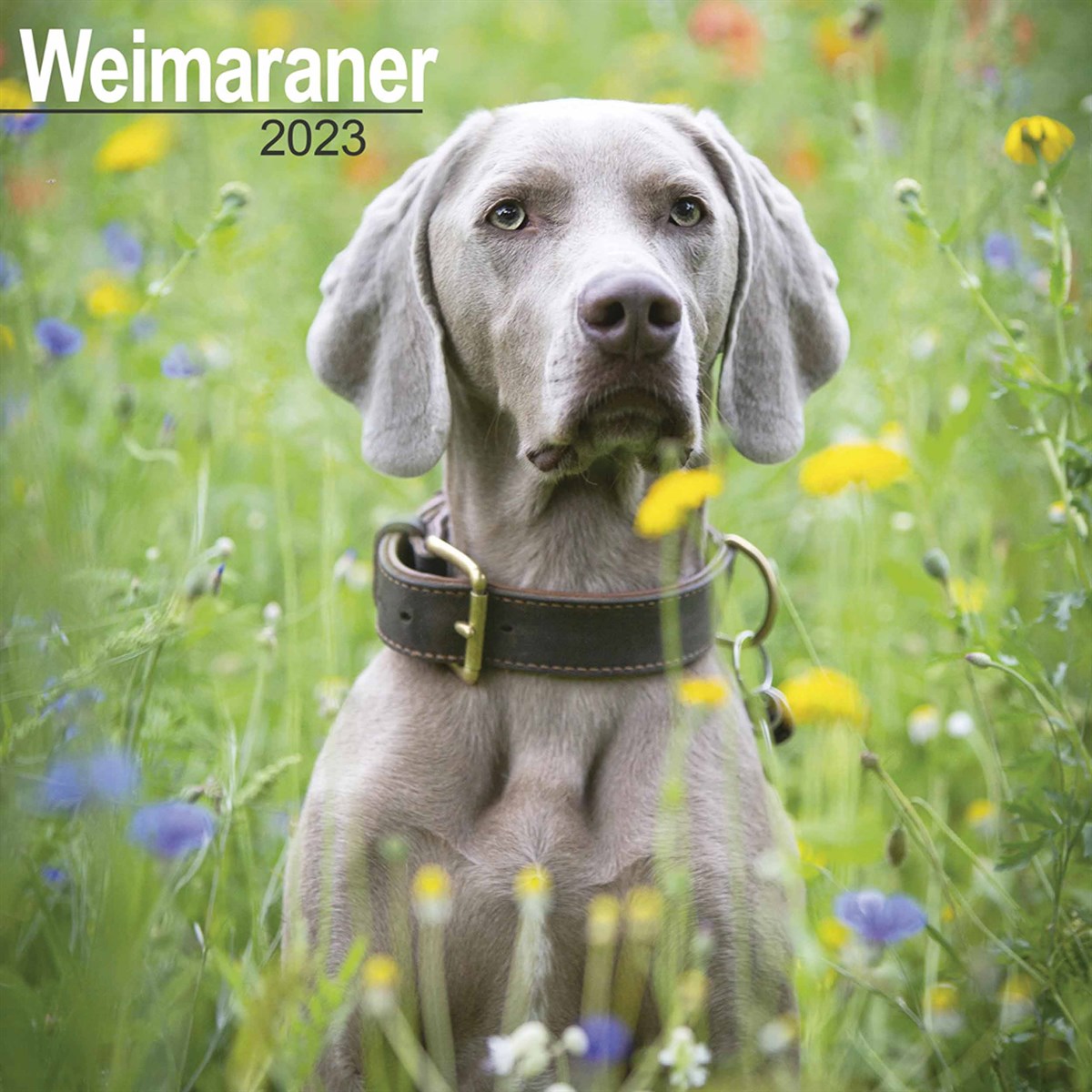 Weimaraner 2023 Calendars