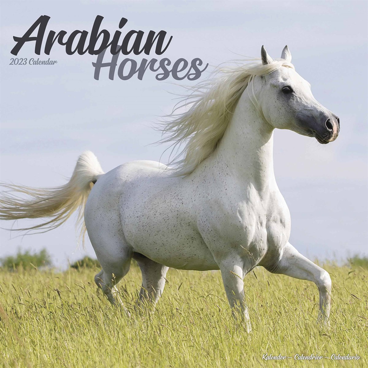 Arabian Horses 2023 Calendars