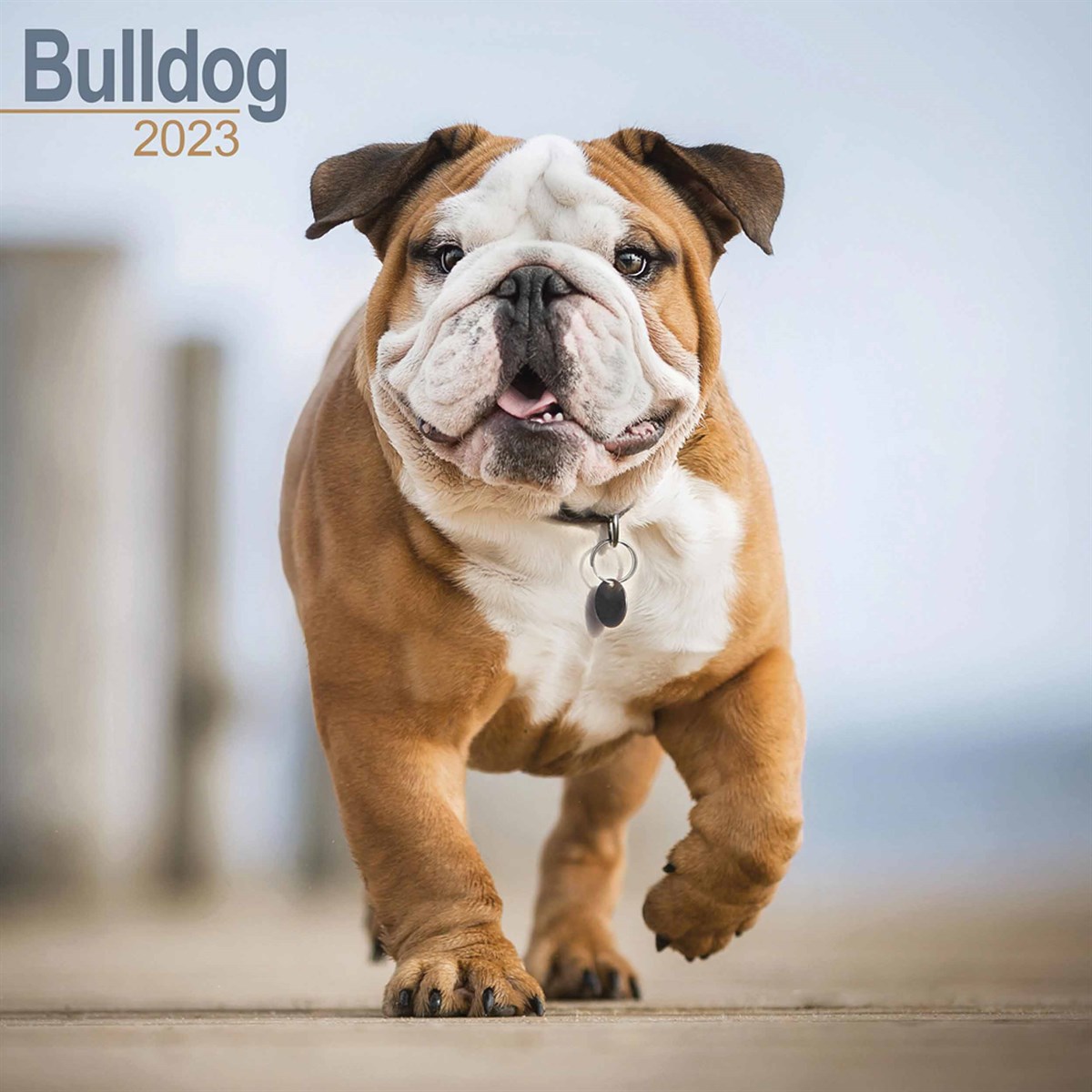 Bulldog 2023 Calendars