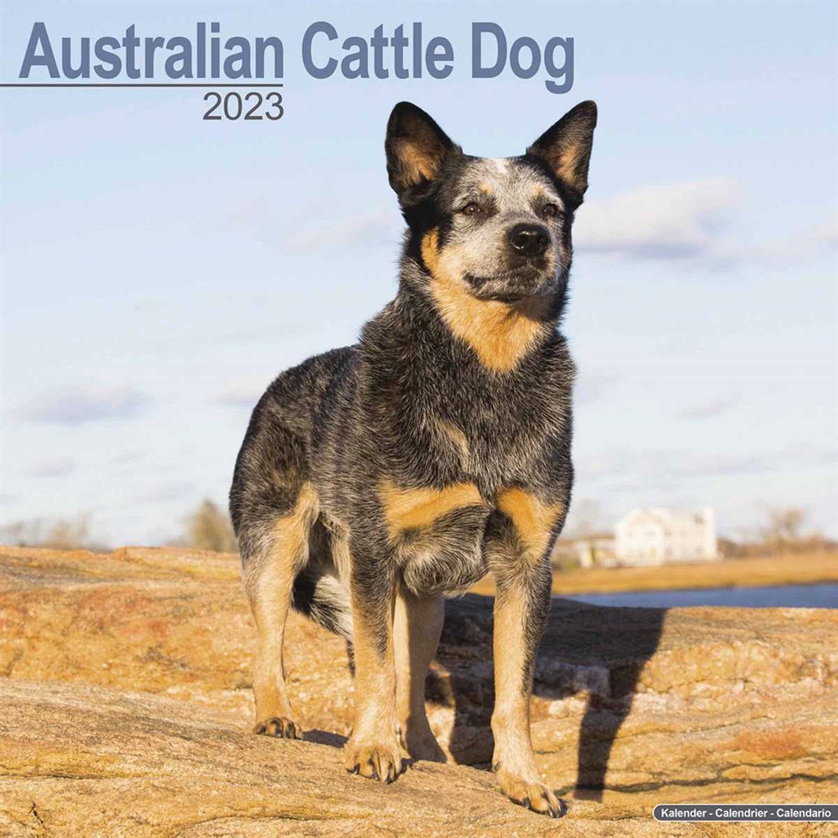 Australian Cattle Dog 2023 Calendars