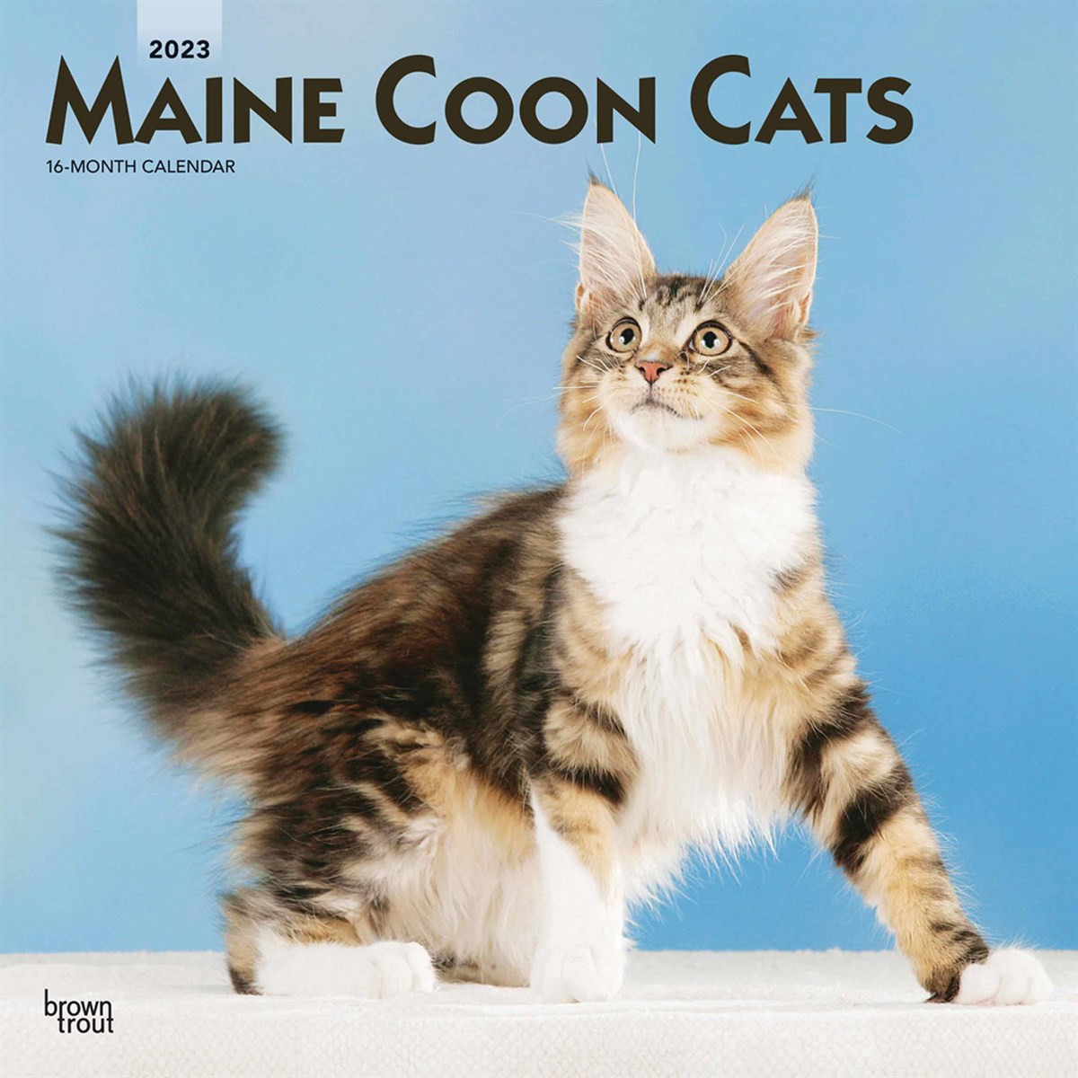 Maine Coon Cats 2023 Calendars