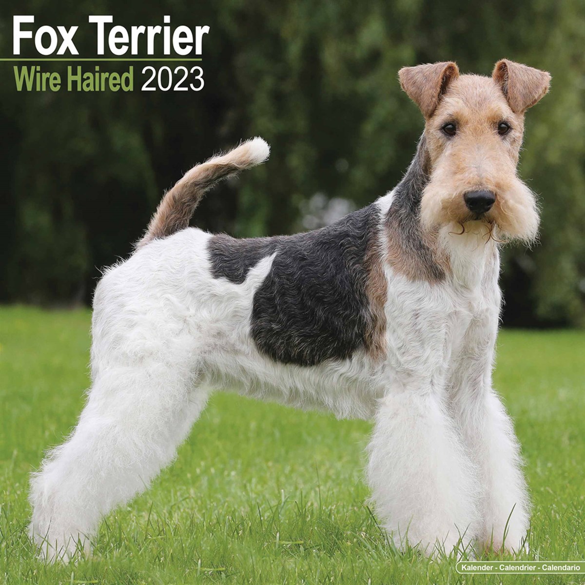 Wire Haired Fox Terrier Calendar 2023