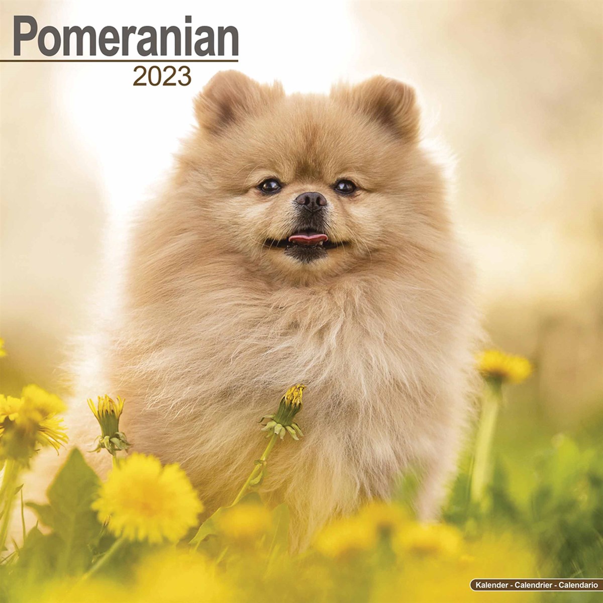 Pomeranian 2023 Calendars
