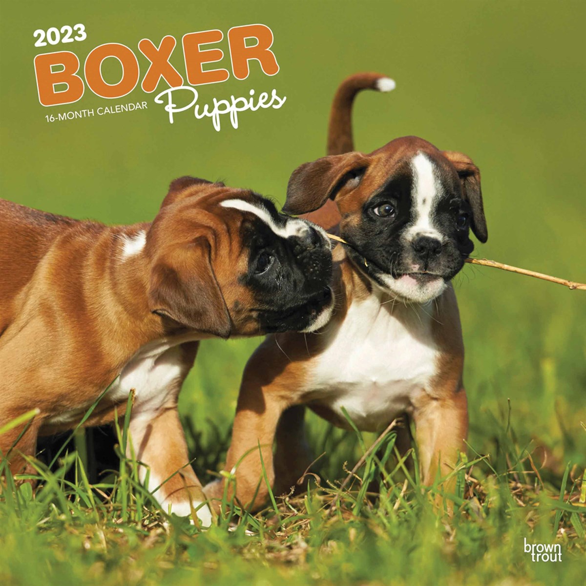 Just Boxer Puppies 2023 Calendars