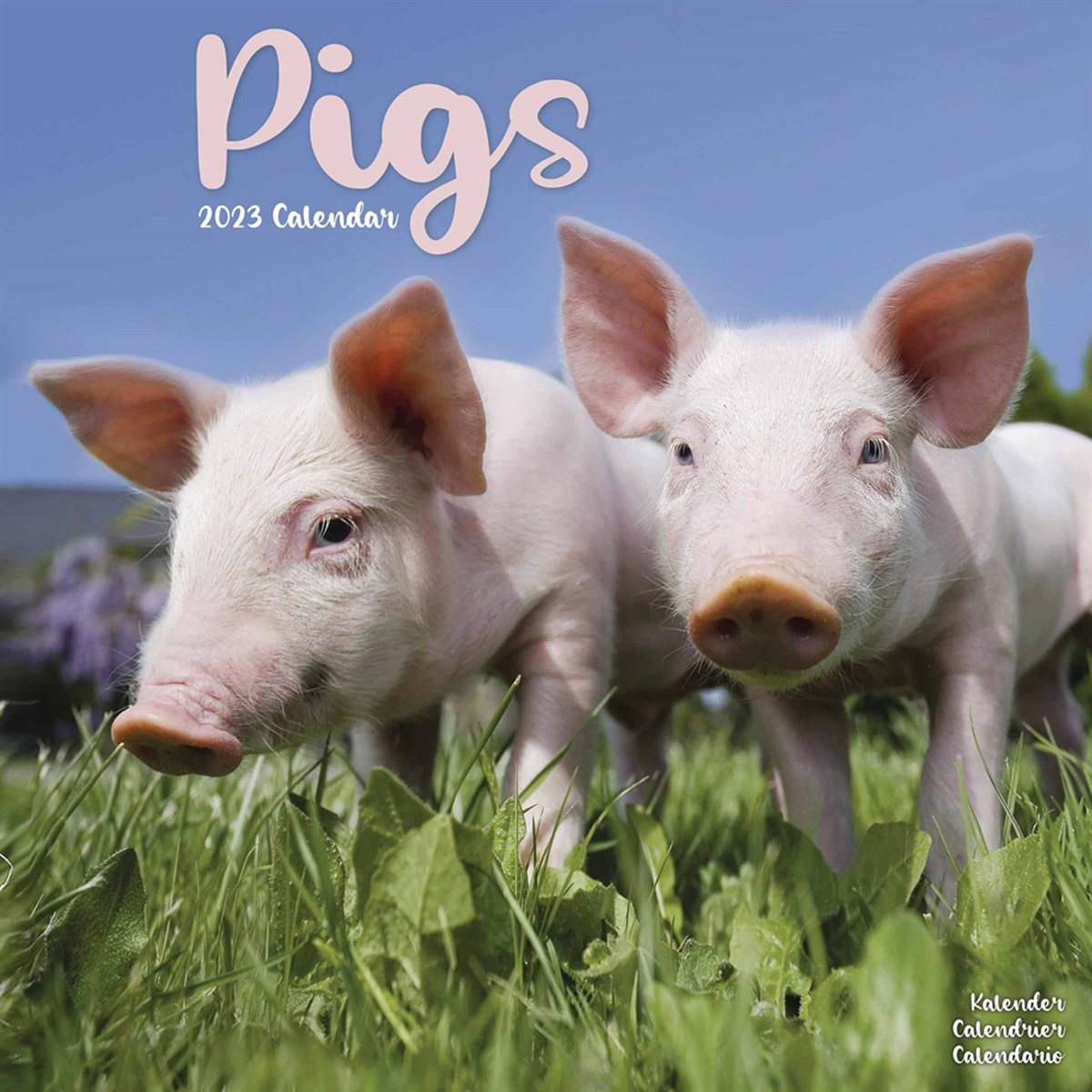 Pigs 2023 Calendars
