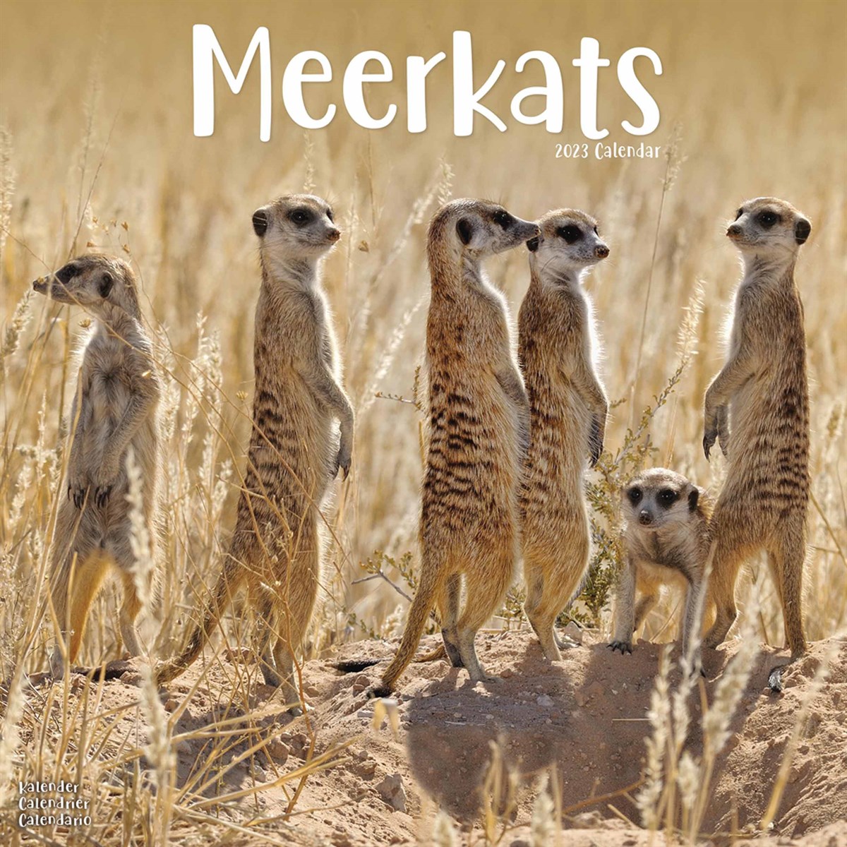 Meerkats 2023 Calendars