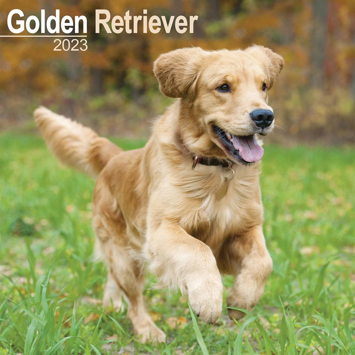 Trogs Dogs Golden Retrievers Calendar 2020 Wall 