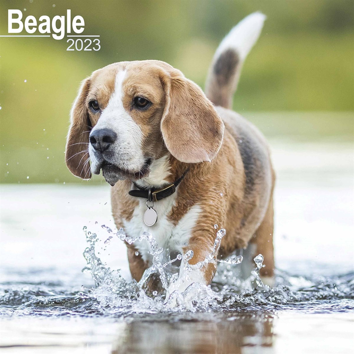 Beagle 2023 Calendars
