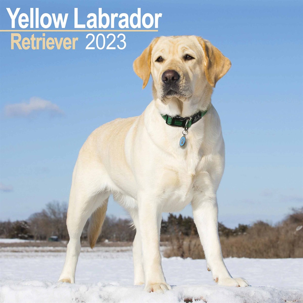 Yellow Labrador Retriever 2023 Calendars