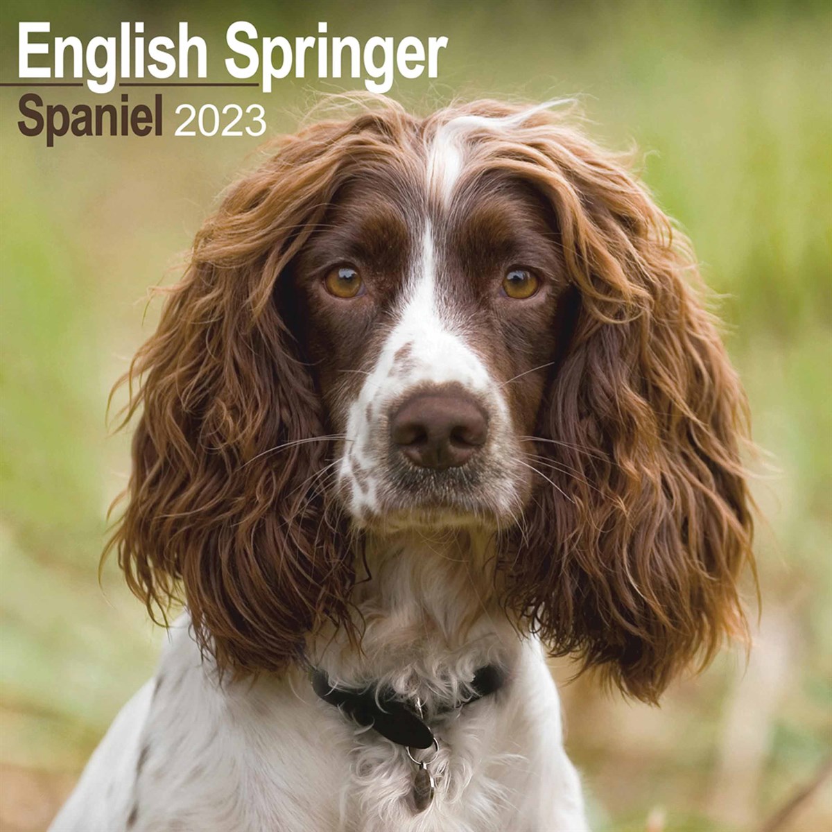 English Springer Spaniel 2023 Calendars
