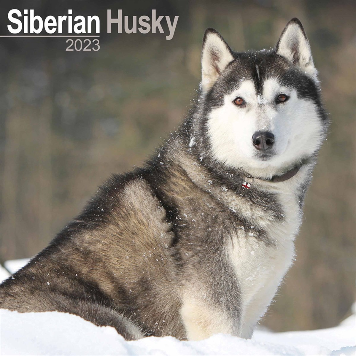 Siberian Husky 2023 Calendars