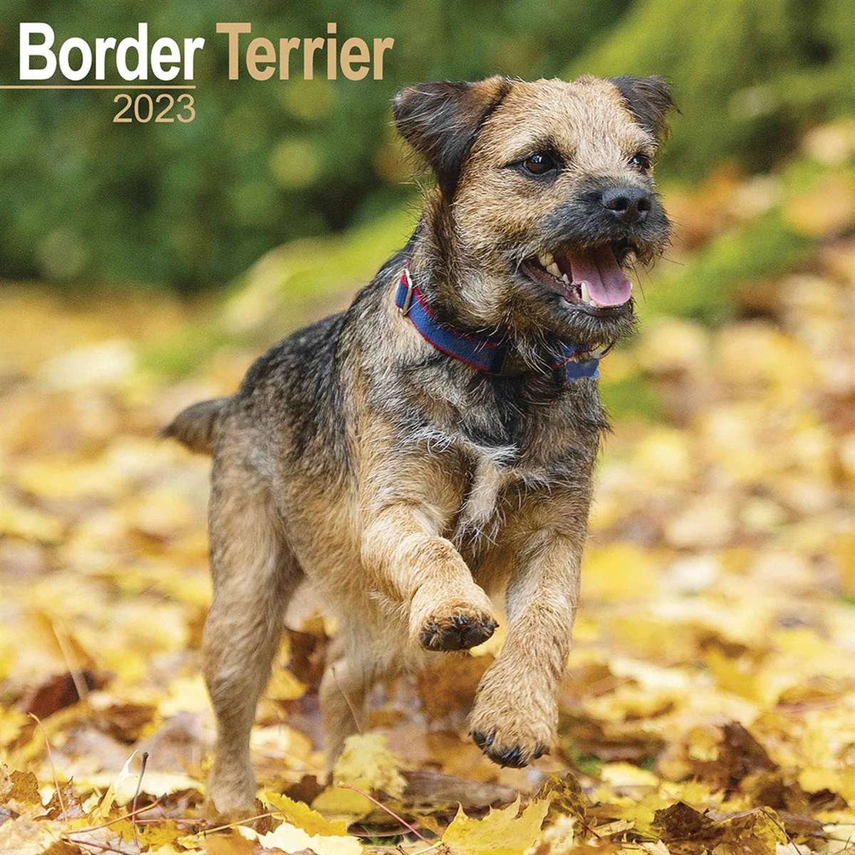Border Terrier 2023 Calendars