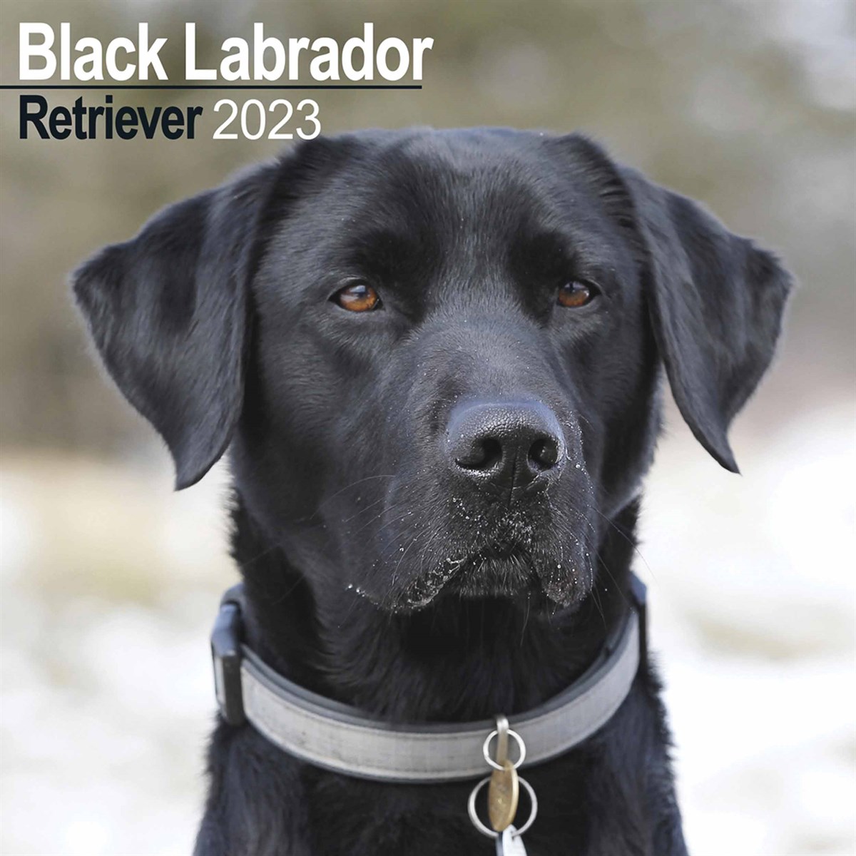 Black Labrador Retriever 2023 Calendars