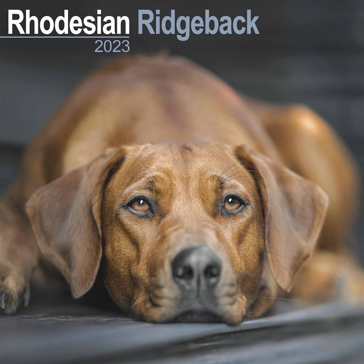Rhodesian Ridgeback 2023 Calendars