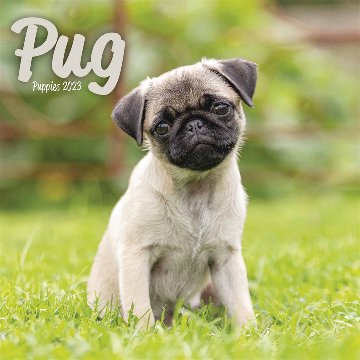 Pug Puppies Mini 2023 Calendars